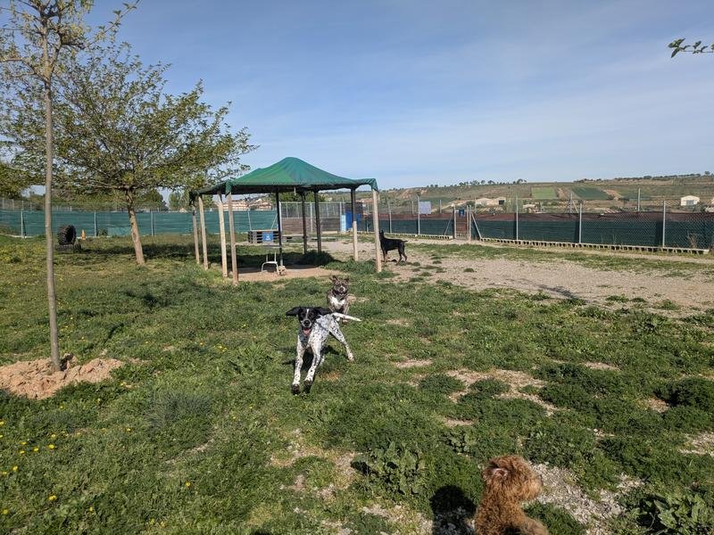 Perros jugando en las instalaciones de Dormidog