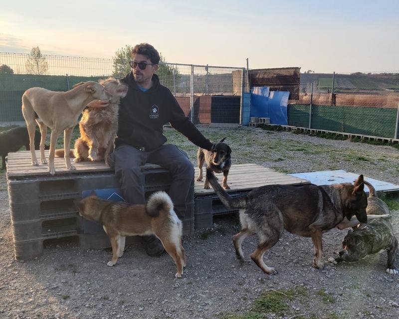 Jorge rodeado de perros al atardecer