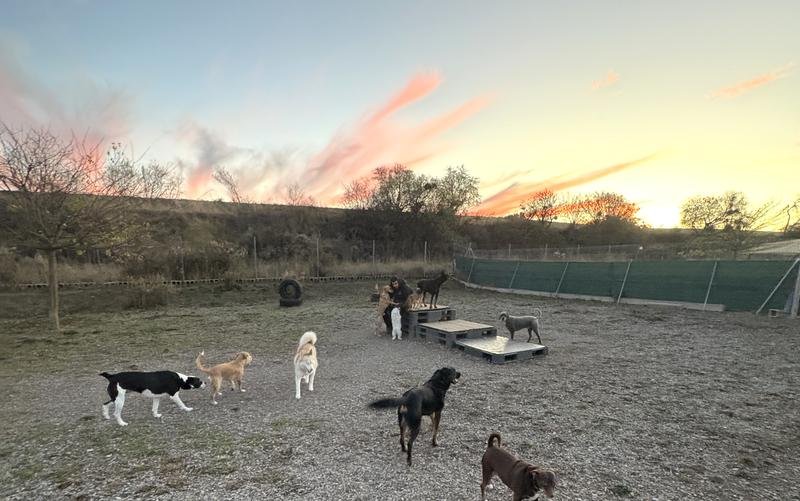 Perros disfrutando del atardecer en Dormidog