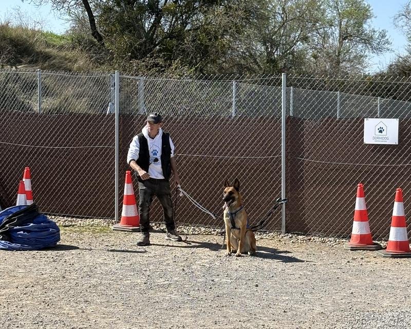 Clase de obediencia canina en Dormidog