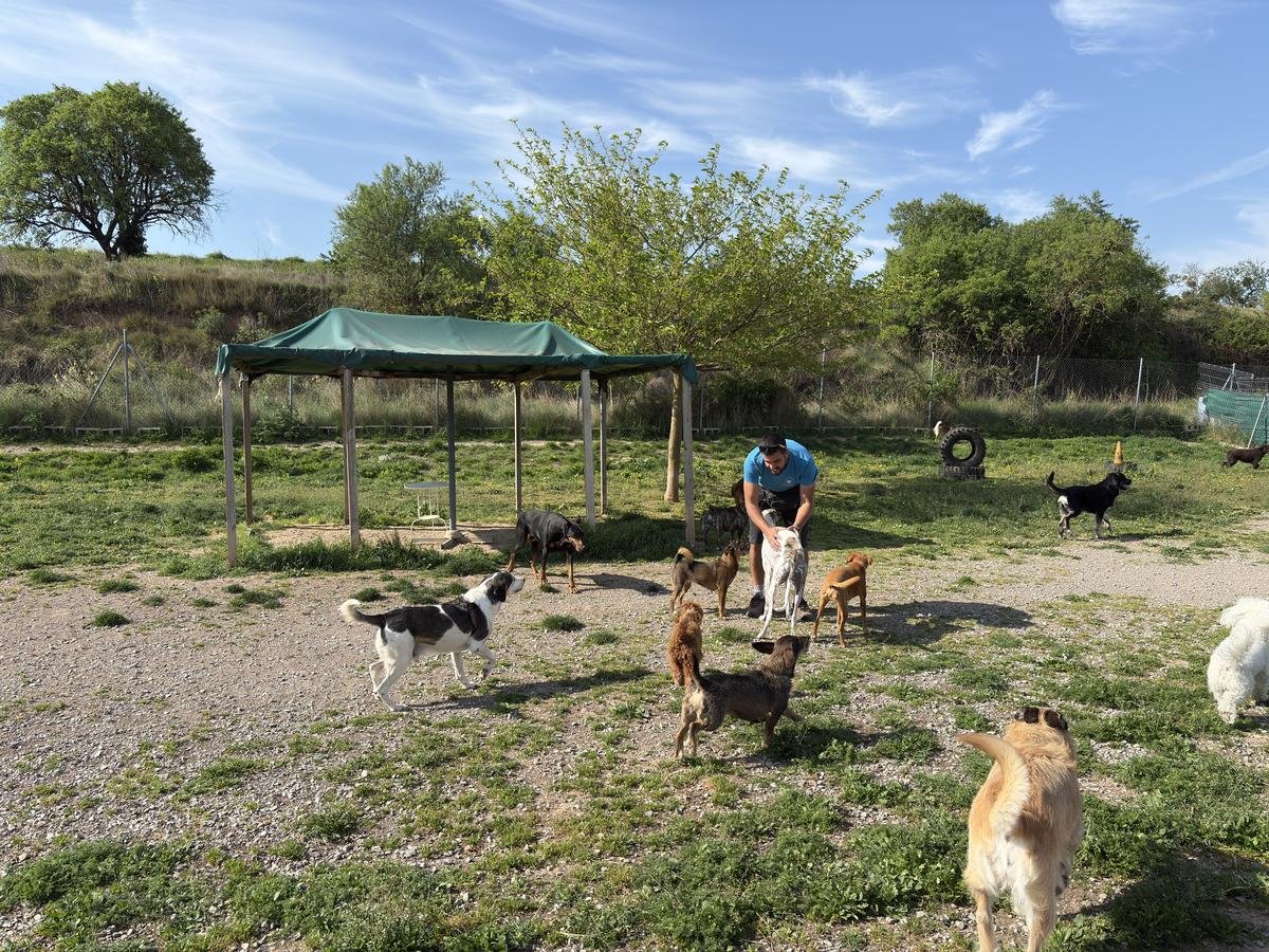 Perros jugando en la guardería de día Dormidog