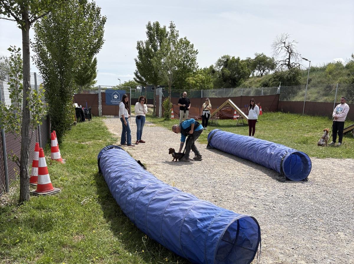 Pista de agility y talleres caninos en Dormidog